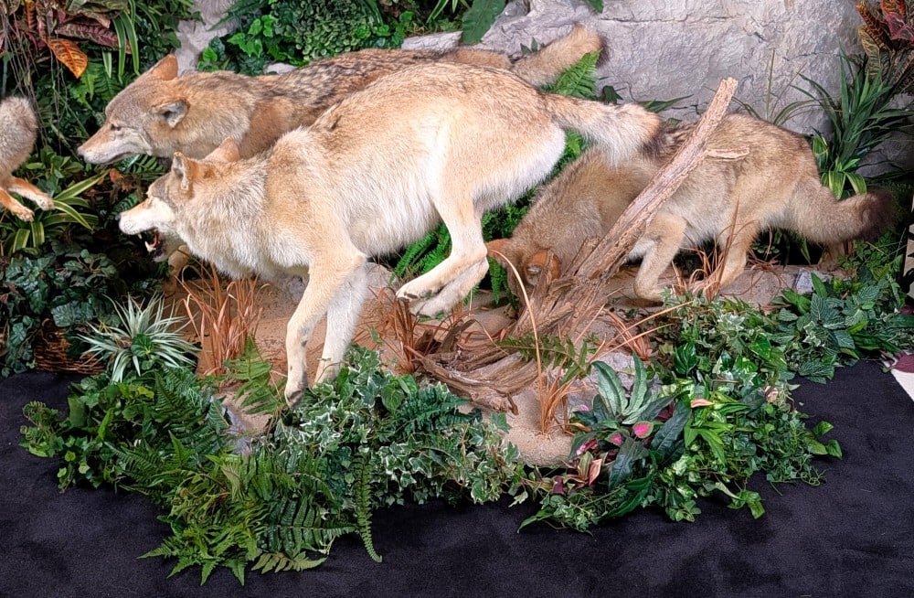Very Rare Running Mongolian Wolf Pack Taxidermy Display on Habitat Base (1 of 20)