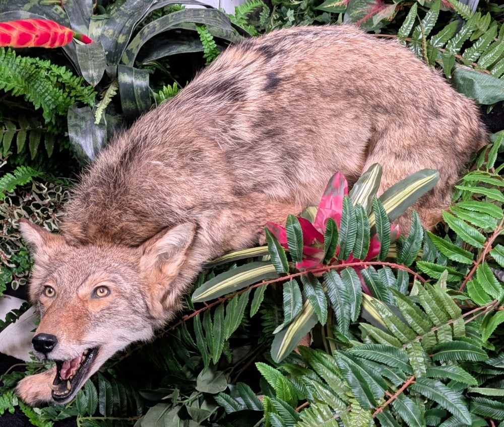 Defensive Coyote Full Body Taxidermy Mount No Base: Defensive Coyote Full Body Taxidermy Mount No Base. Mount is in very nice condition with minimal wear from display and age. Overall measures 34in x 14in wide x 16in tall.