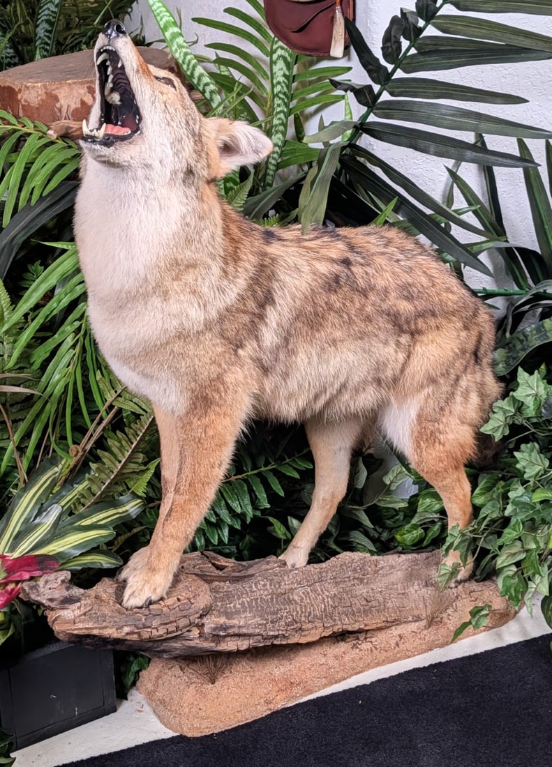 Coyote Full Body Taxidermy Mount on Wood Base: Coyote Full Body Taxidermy Mount on Wood Base. Mount is in very nice condition with minimal wear from display and age. Overall measures 36in x 13in wide x 42in tall.