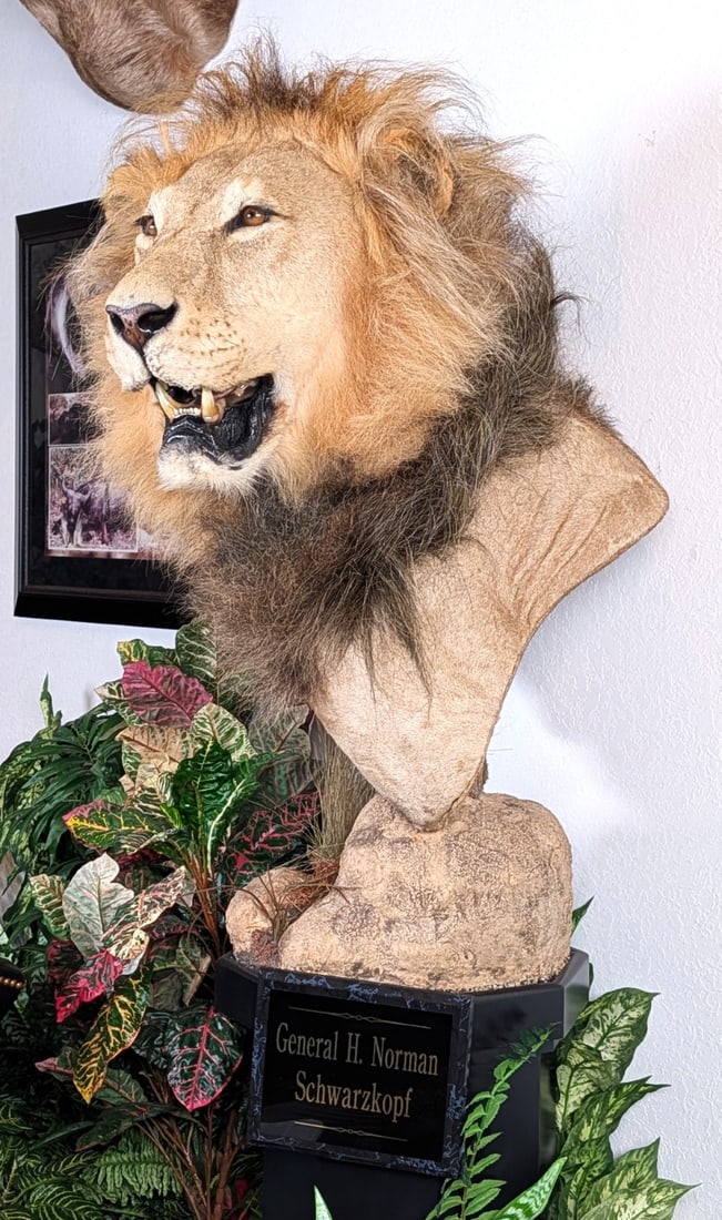 Male African Lion Shoulder Mount on Pedestal Hunted by General Schwarzkopf INDIANA RESIDENTS ONLY (1 of 8)