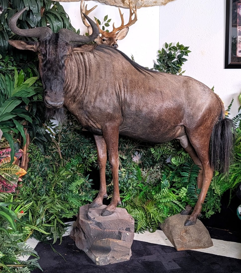 Melanistic Blue Wildebeest Full Body Taxidermy Mount on Habitat Base: VERY RARE Melanistic Blue Wildebeest Full Body Taxidermy Mount on Habitat Base.? The consignor states this is a Melanistic Blue Wildebeest based on the horn shape and anatomy and NOT a Black Wildebees