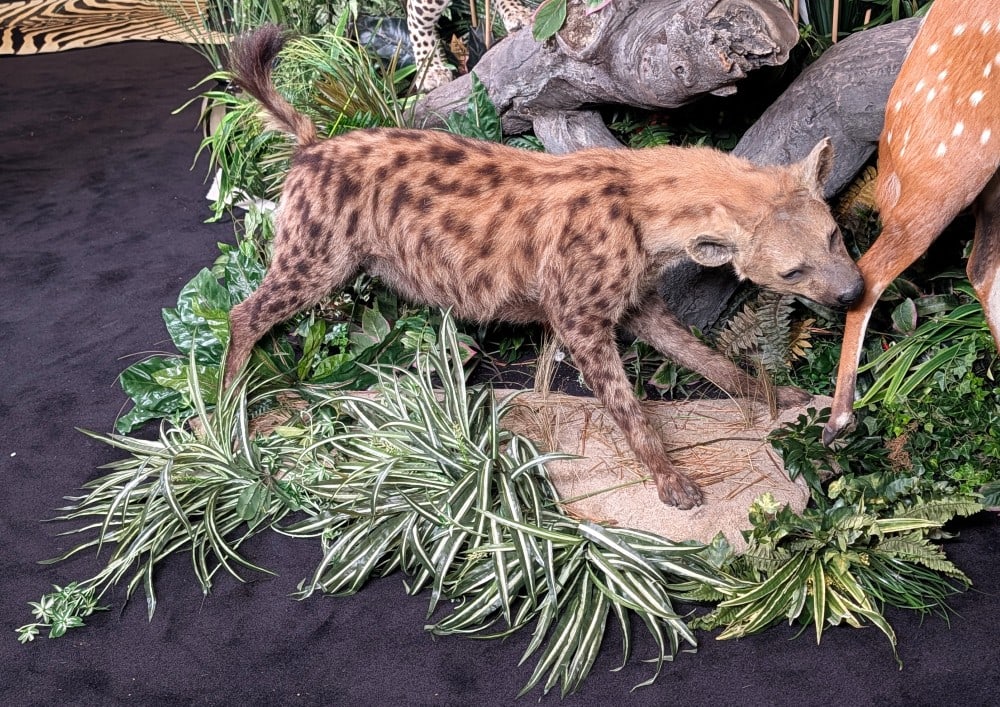 African Hyena Full Body Taxidermy Mount w/ Habitat Base: African Hyena Full Body Taxidermy Mount w/ Habitat Base. Mount has minor fur loss between the nose, and the hide is splitting some on the butt. Some touched up spots on the nose and the top of the hea