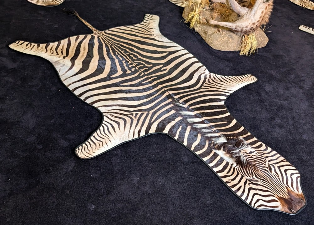 Taxidermy Zebra Rug with Carpet Backing and D Rings.: Taxidermy Zebra Rug with Carpet Backing and D Rings.? Very nice rug with black piping.? It is in nice condition with minor wear from use.? Dimensions 138" nose to tail, width 78".?