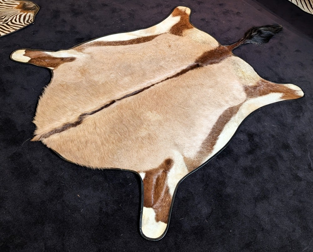 Taxidermy Gemsbok Rug with Carpet Backing: Taxidermy Gemsbok Rug with Carpet Backing.? No D rings.? Black piping around the edges.? Condition is average.? There are some thin spots with missing hair from general use and age.? Some shedding.? D