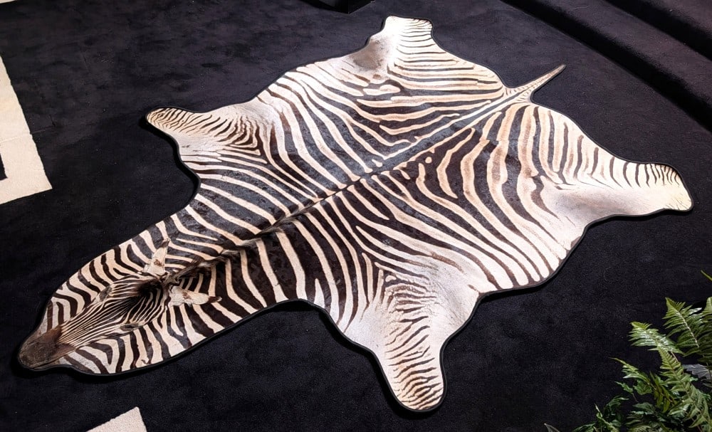 Zebra Rug Mount Taxidermy (1 of 9)