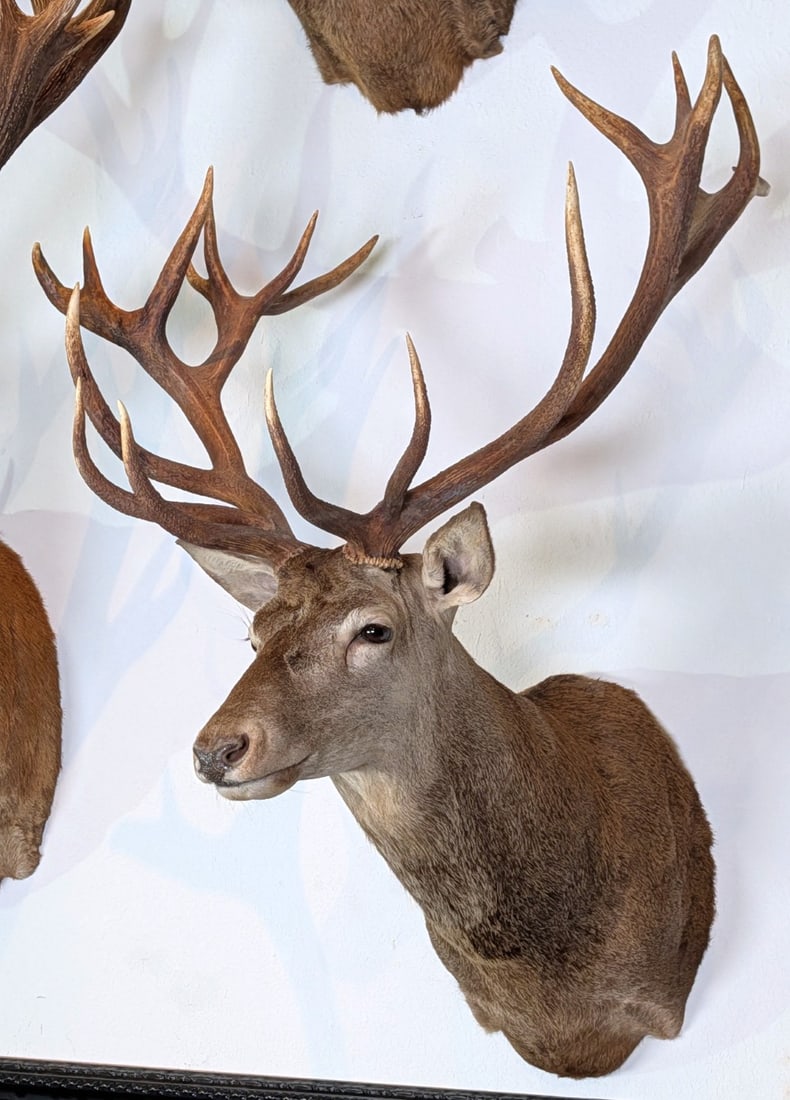 Red Stag Shoulder Mount Taxidermy (1 of 4)
