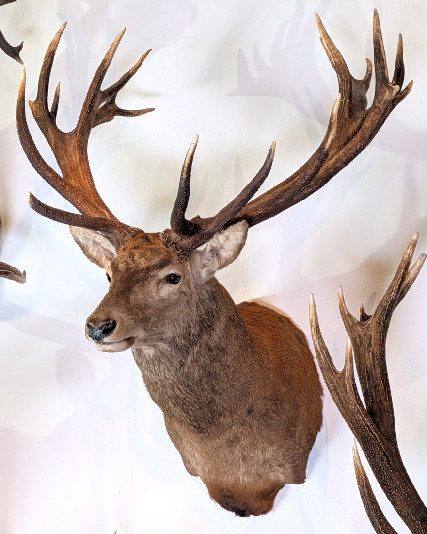 Red Stag Shoulder Mount Taxidermy: Red Stag Shoulder Mount Taxidermy. Mount is in very nice condition with light wear from display and age.