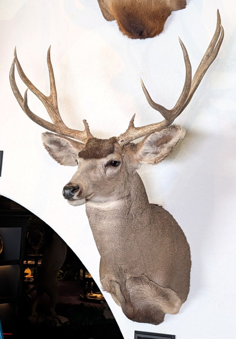 10 Point Mule Deer Shoulder Mount Taxidermy: 10 Point Mule Deer Shoulder Mount Taxidermy.? Nice condition with minor wear from display and age.
