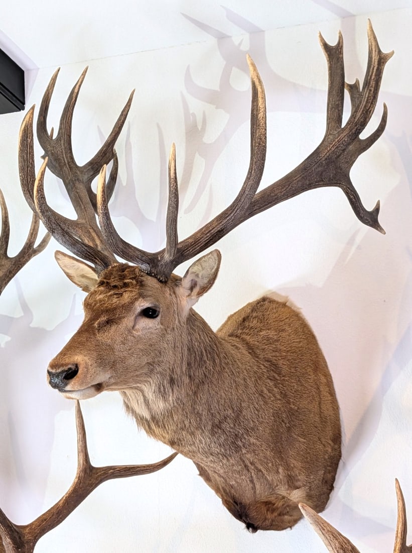 Red Stag Shoulder Mount Taxidermy (1 of 4)