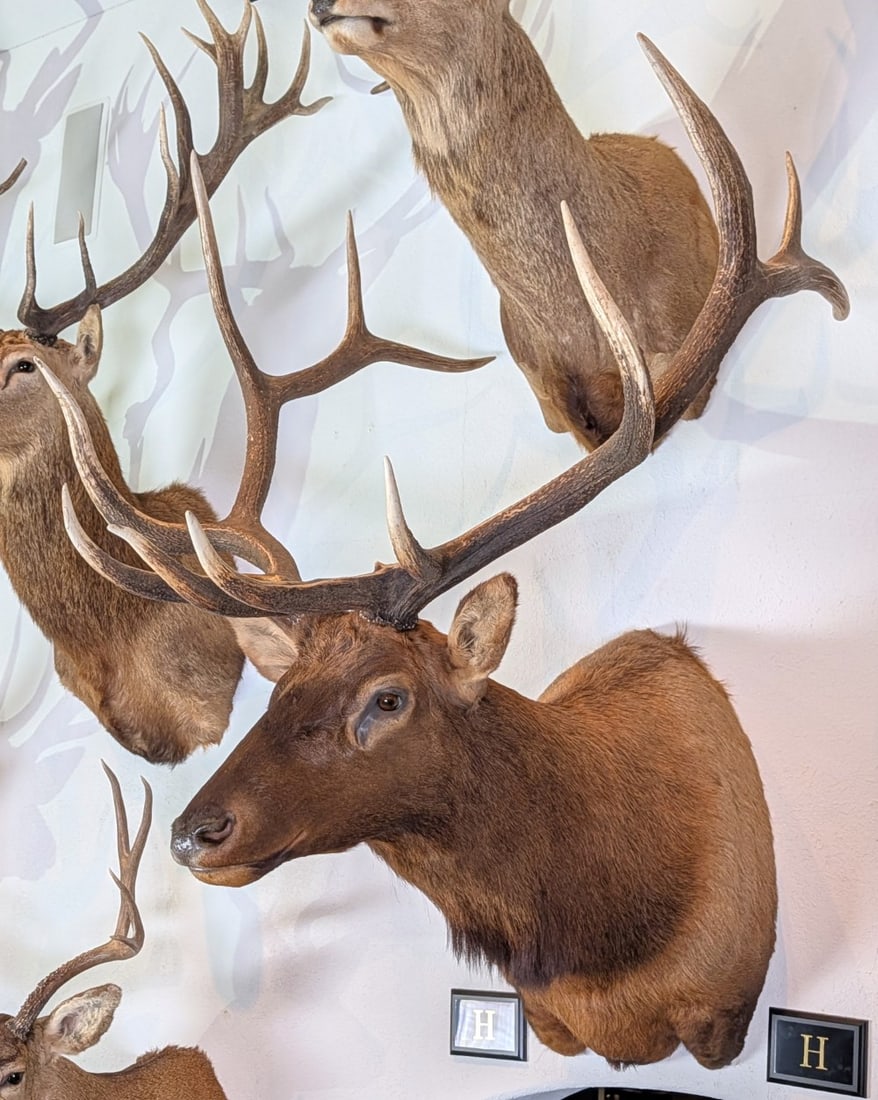 6x6 Elk Shoulder Mount Taxidermy: 6x6 Elk Shoulder Mount Taxidermy. Mount is in very nice condition with light wear from display and age.