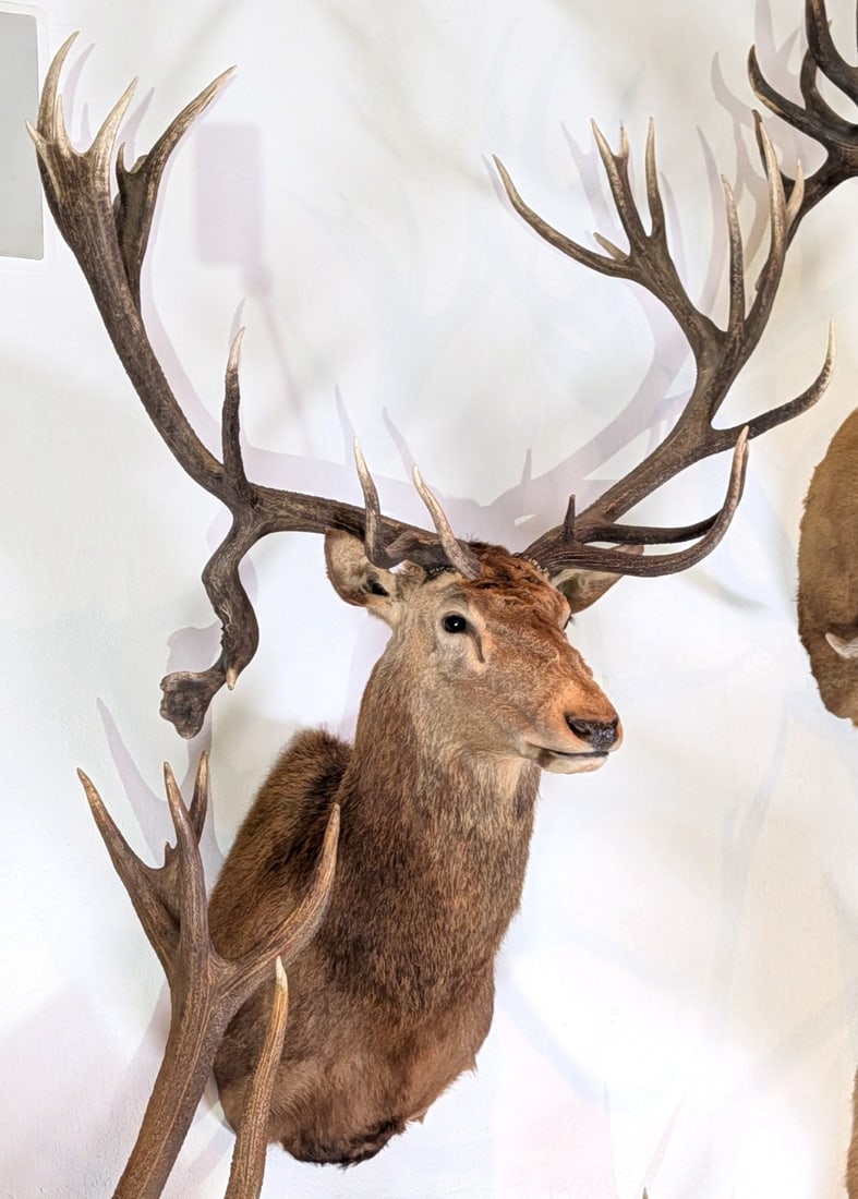 Drop Tine Red Stag Shoulder Mount Taxidermy (1 of 4)