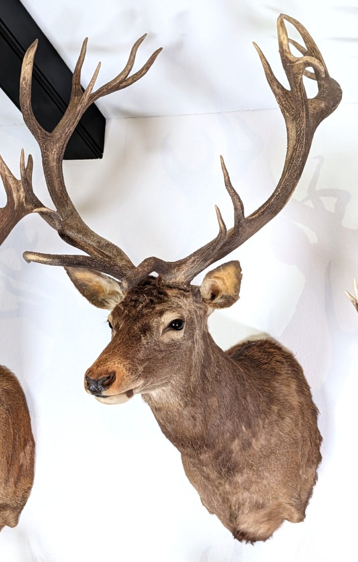 Red Stag Shoulder Mount Taxidermy with Abnormal Brow Tines (1 of 4)