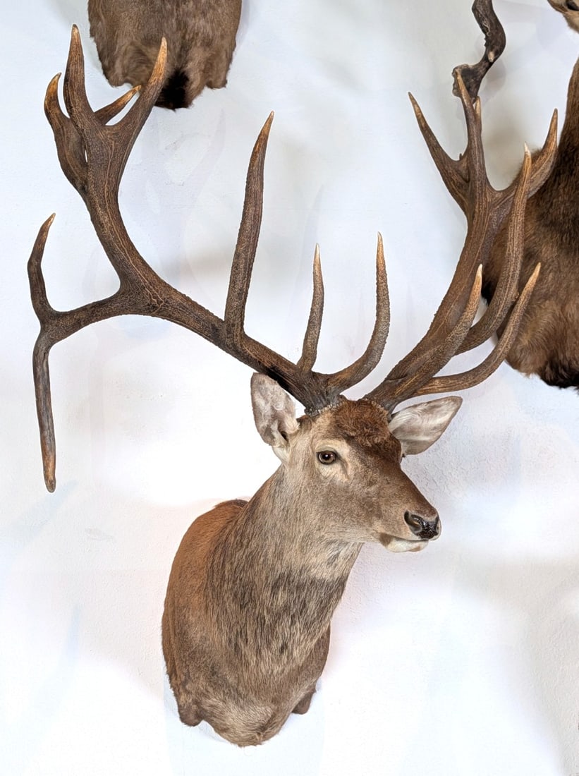 Drop Tine Red Stag Shoulder Mount Taxidermy: Drop Tine Red Stag Shoulder Mount Taxidermy. Mount is in very nice condition with light wear from display and age.