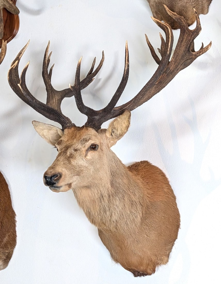 Red Stag Shoulder Mount Taxidermy w/ Heavy Mass: Red Stag Shoulder Mount Taxidermy with Heavy Mass at end of Beams.? Mason LOVES this one.? This is the one to get guys. Mount is in very nice condition with light wear from display and age.