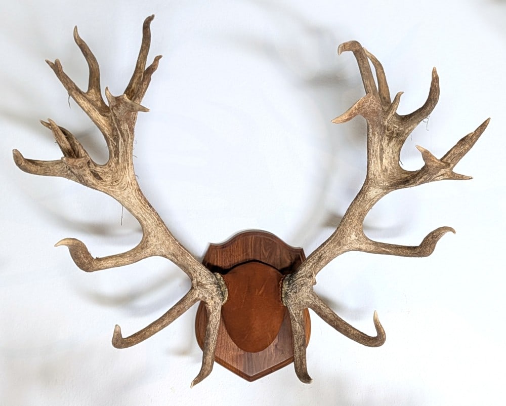 Red Stag Antler Mount on Wood Plaque: Red Stag Antler Mount on Wood Plaque. Mount is in very nice condition with light wear from display and age.