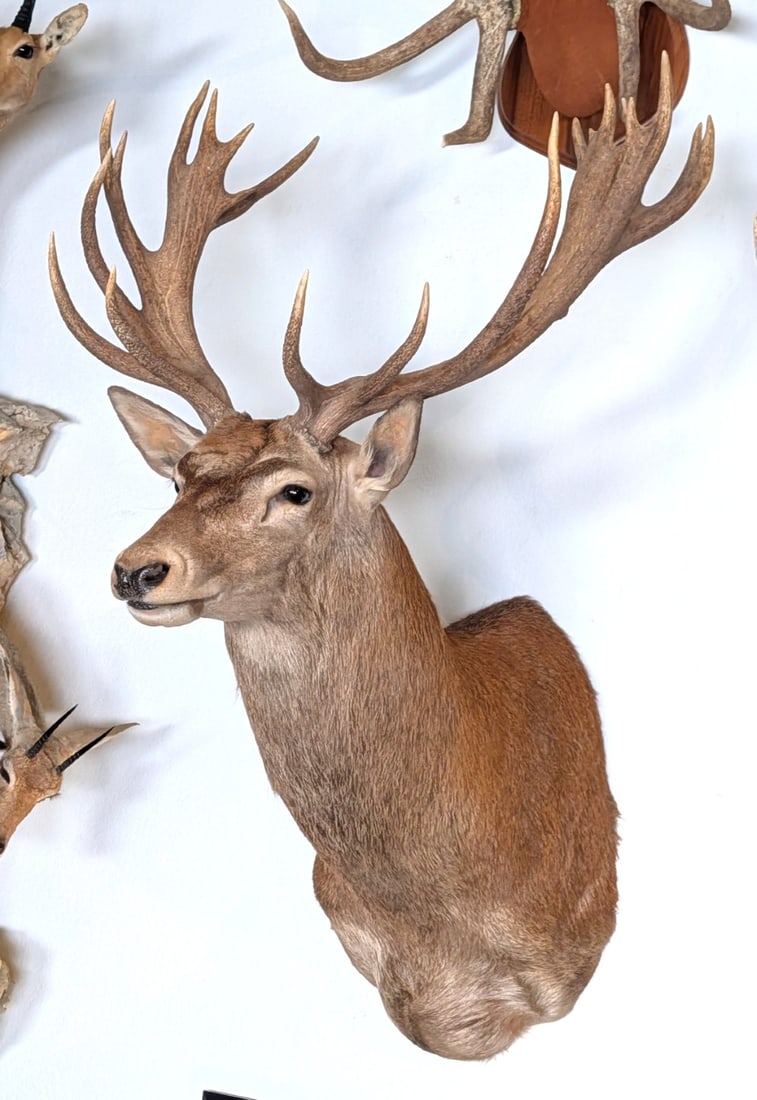 Red Stag Shoulder Mount Taxidermy (1 of 4)
