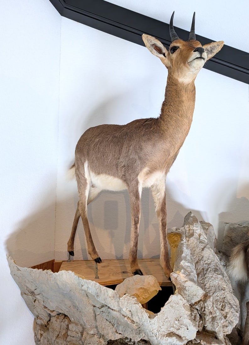 Mountain Reedbuck Full Body Taxidermy Mount No Base: Mountain Reedbuck Full Body Taxidermy Mount No Base.? Mount is in very nice condition with light wear from display and age.? Sells with no base.?