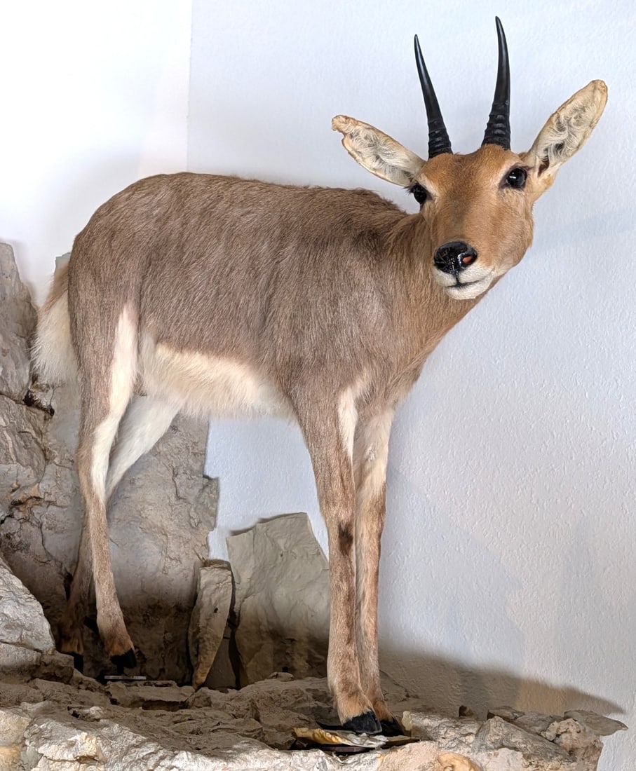 Mountain Reedbuck Full Body Taxidermy Mount No Base (1 of 4)