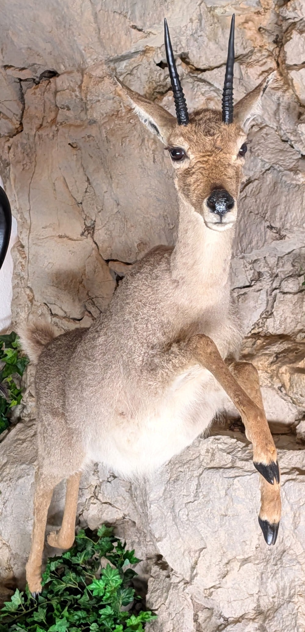 Jumping Steenbok Full Body Taxidermy Mount No Base (1 of 12)