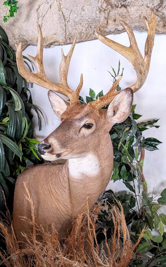 14 Point Whitetail on Habitat Pedestal Taxidermy Mount: 14 Point Whitetail on Habitat Pedestal Taxidermy Mount.?
