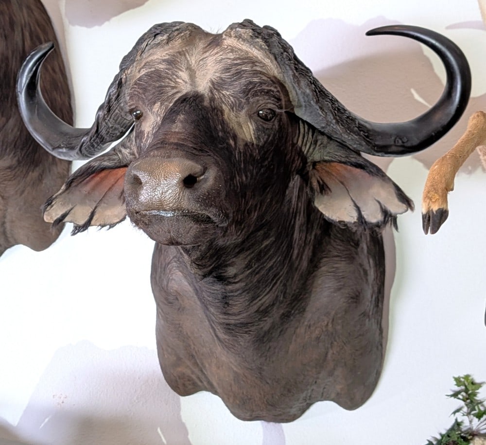 Cape Buffalo Shoulder Mount Taxidermy (1 of 4)