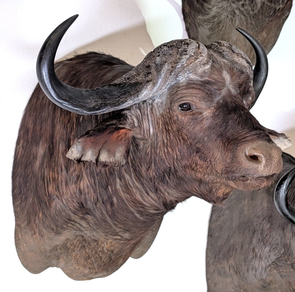 Cape Buffalo Shoulder Mount Taxidermy: Cape Buffalo Shoulder Mount Taxidermy. A big bull with wide curls, heavy bosses, and a big thick neck. A very imposing mount. Mount is in very nice condition with light wear from display and age.