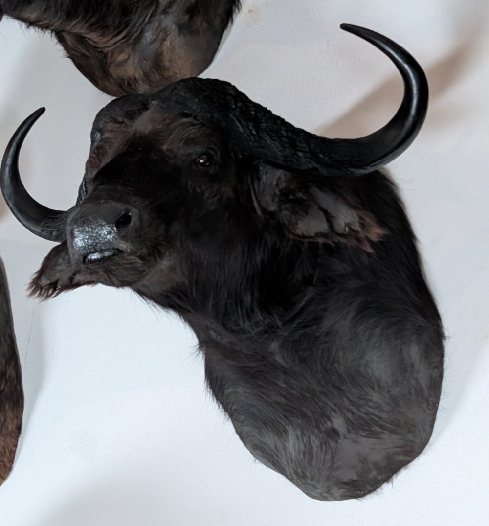 Cape Buffalo Shoulder Mount Taxidermy (1 of 5)