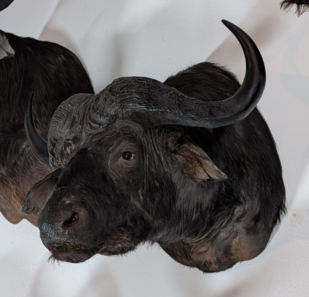 Cape Buffalo Shoulder Mount Taxidermy (1 of 5)