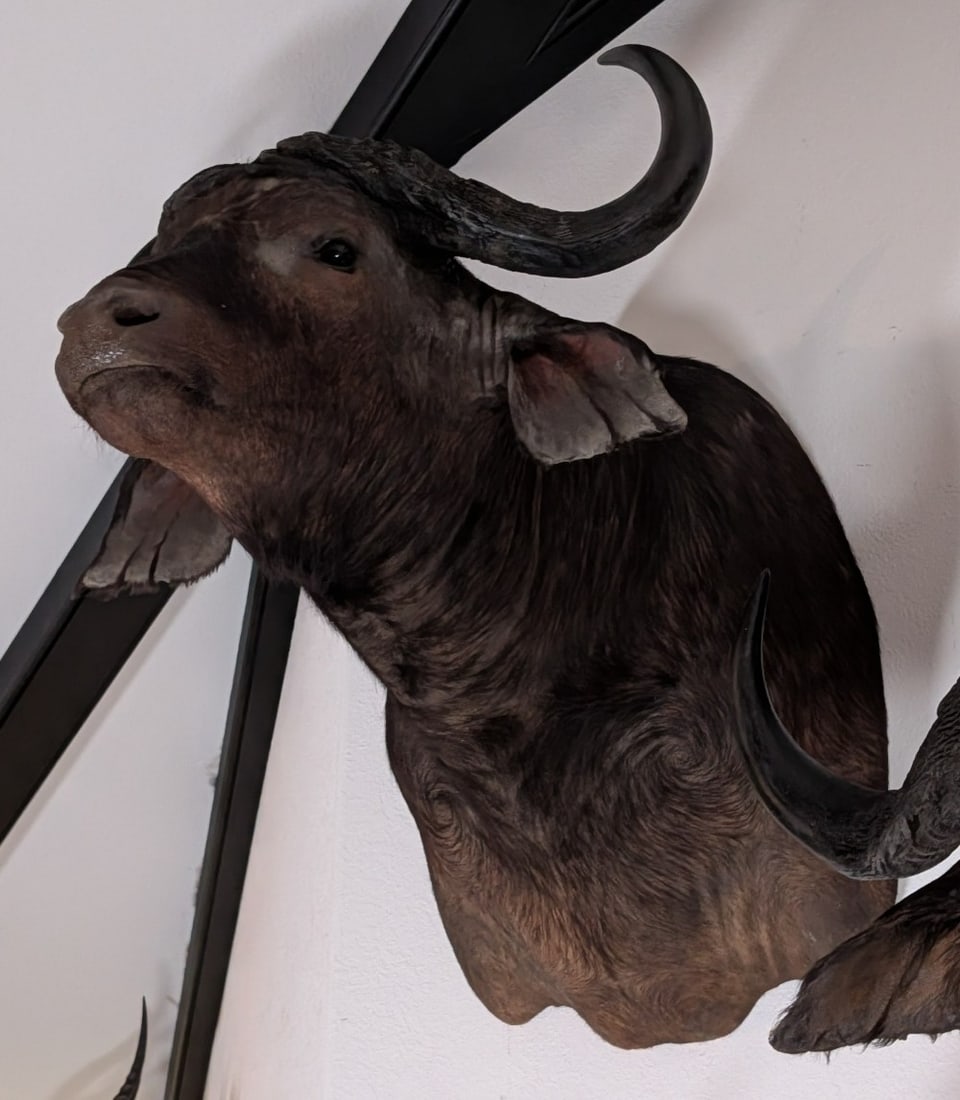 Cape Buffalo Shoulder Mount Taxidermy (1 of 3)