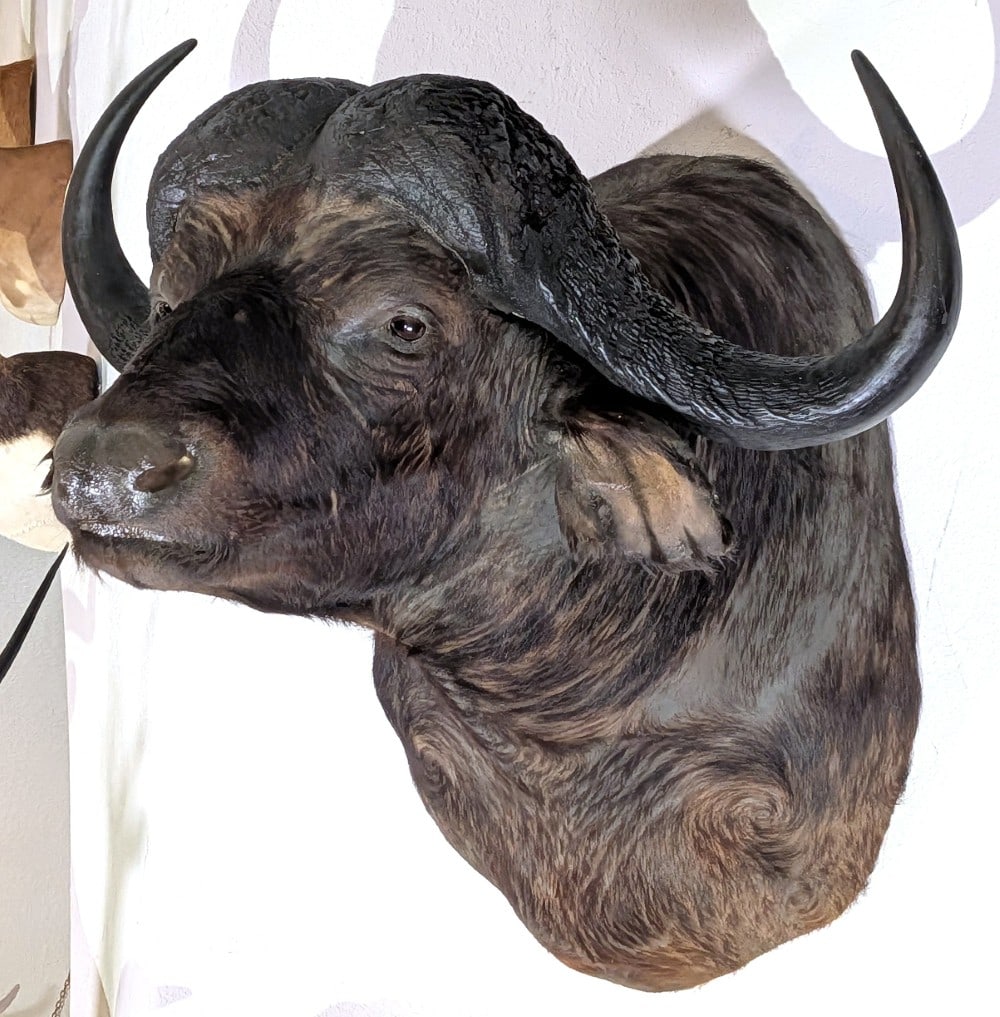 Cape Buffalo Shoulder Mount Taxidermy w/ Large Bosses (1 of 4)