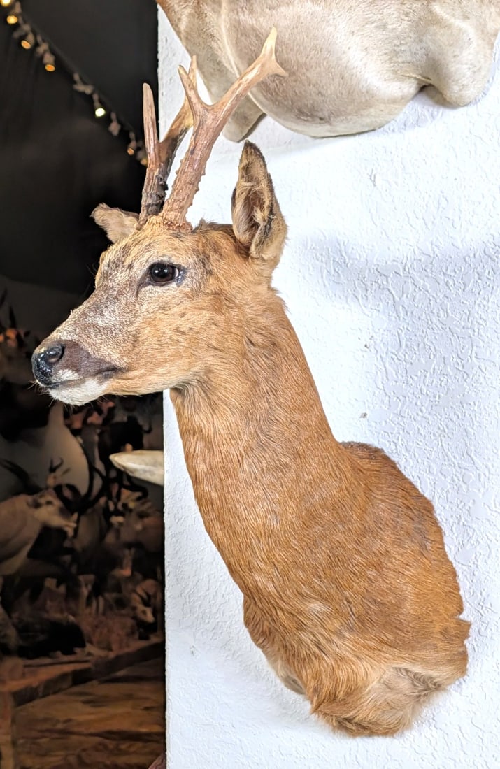 Roe Deer Shoulder Mount Taxidermy: Roe Deer Shoulder Mount Taxidermy. Mount is in very nice condition with light wear from display and age.