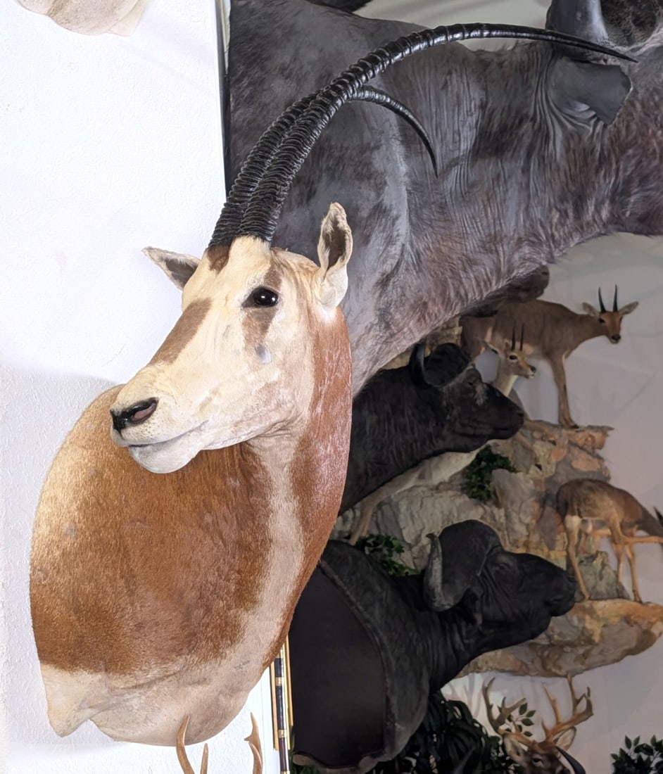 Scimitar Horned Oryx Shoulder Mount Taxidermy INDIANA RESIDENTS ONLY (1 of 5)
