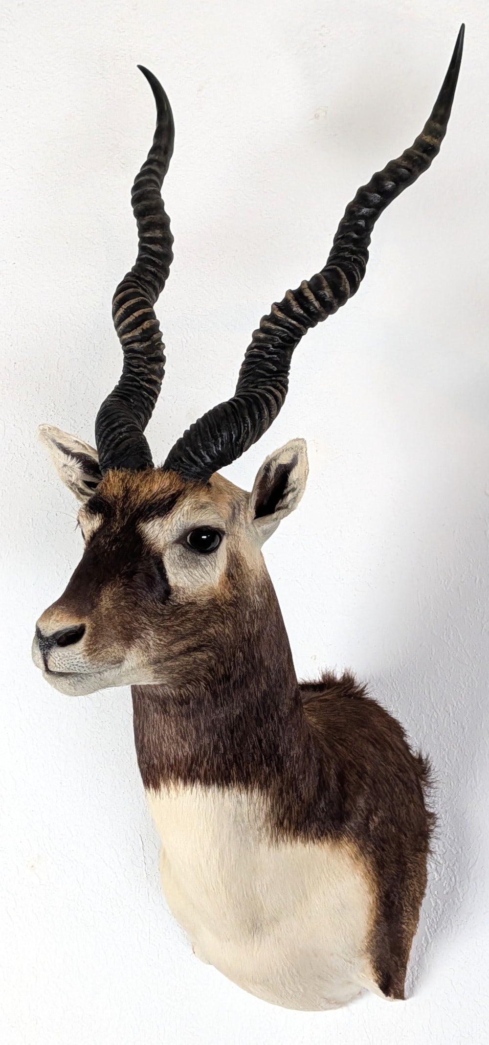 Blackbuck Antelope Shoulder Mount Taxidermy (1 of 4)