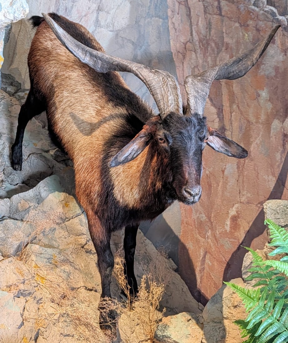 Catalina Goat Full Body Taxidermy No Base: Catalina Goat Full Body Taxidermy No Base. Nice dark coloration, wide spread horns, and great details in the taxidermy. Mount is in very nice condition with light wear from display. Sells with no base
