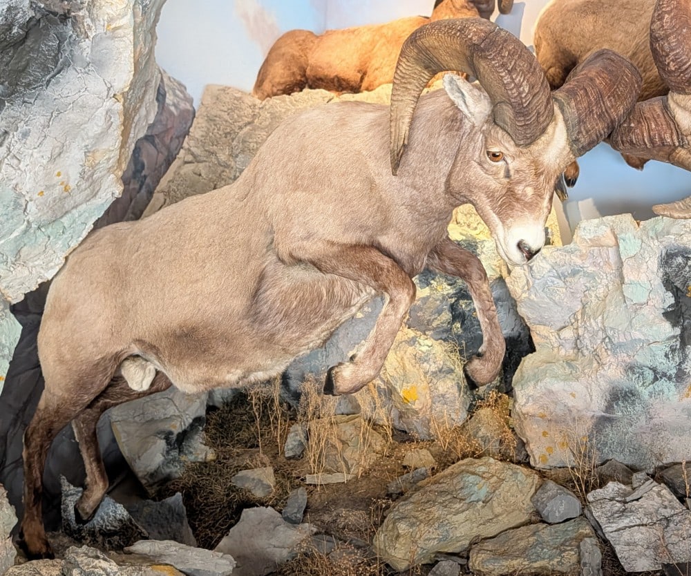 HUGE Rocky Mountain Big Horn Sheep Full Body Taxidermy Mount No Base (1 of 8)