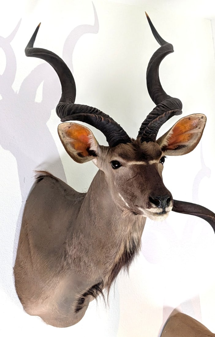 Greater Kudu Shoulder Mount Taxidermy: Greater Kudu Shoulder Mount Taxidermy. Mount is in very nice condition with light wear from display and age.