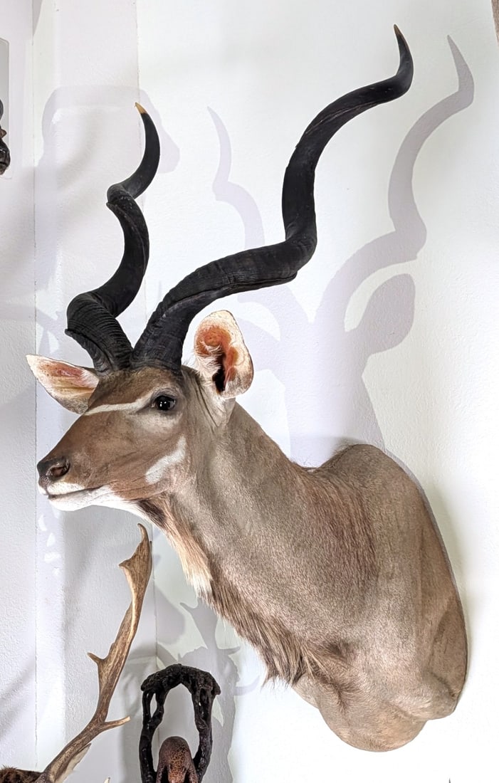Greater Kudu Shoulder Mount Taxidermy (1 of 4)