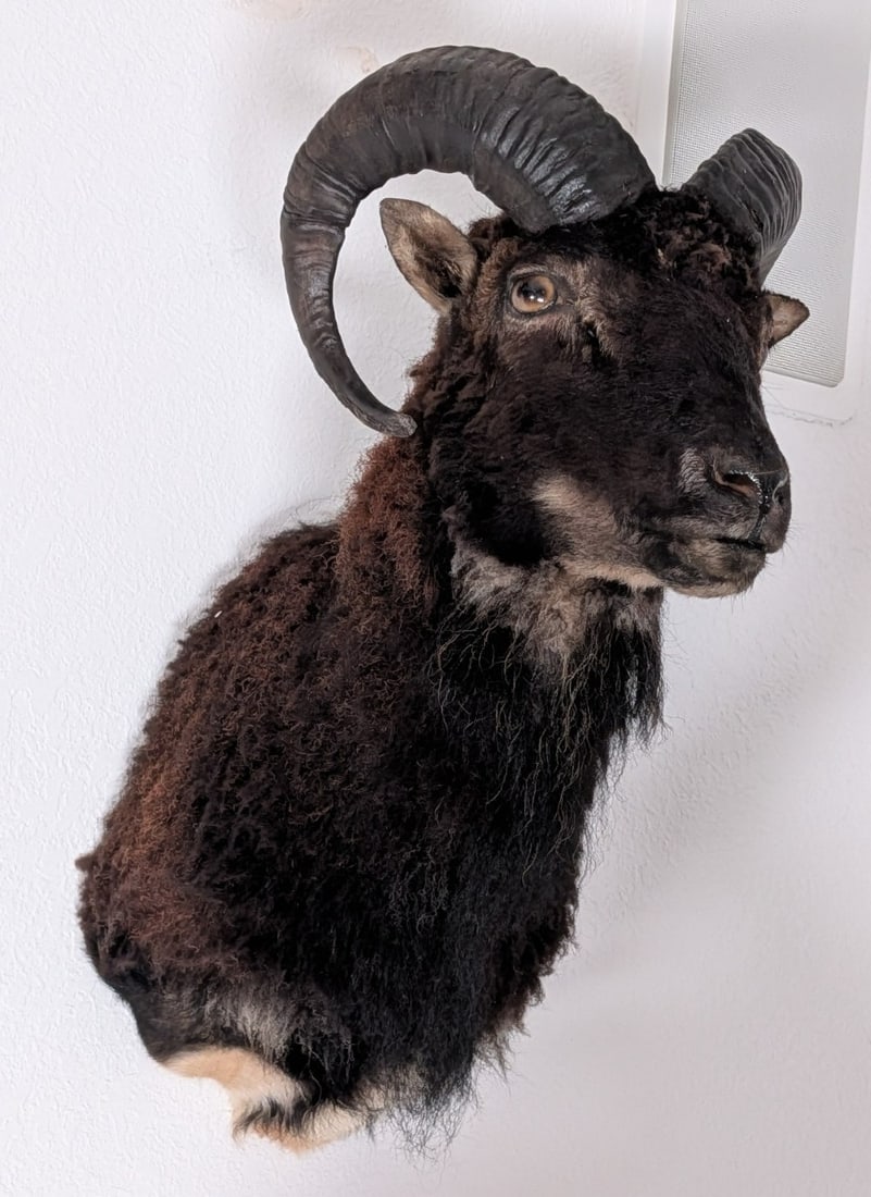 Black Hawaiian Ram Shoulder Mount Taxidermy (1 of 5)