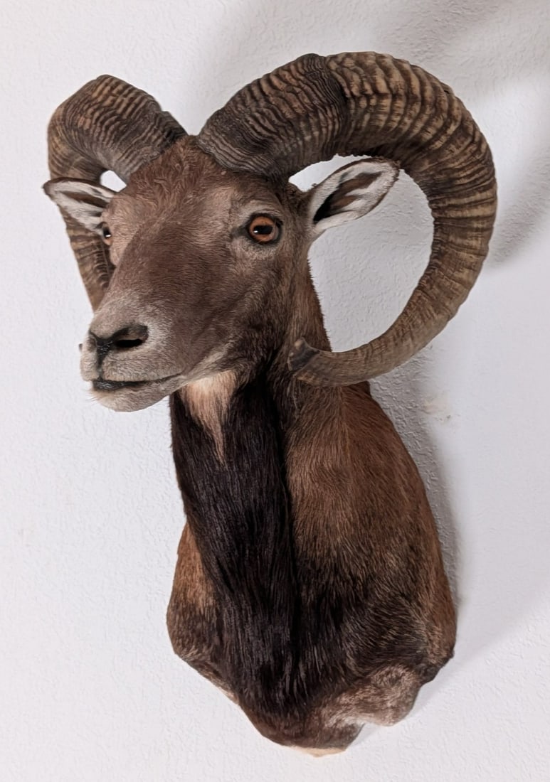 Mouflon Ram Shoulder Mount Taxidermy: Mouflon Ram Shoulder Mount Taxidermy. Mount is in very nice condition with light wear from display and age.