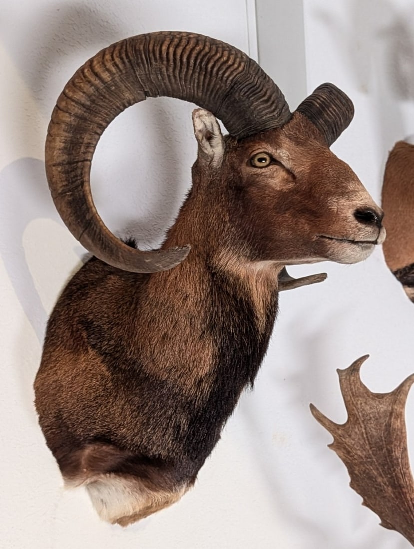 Mouflon Ram Shoulder Mount Taxidermy (1 of 5)