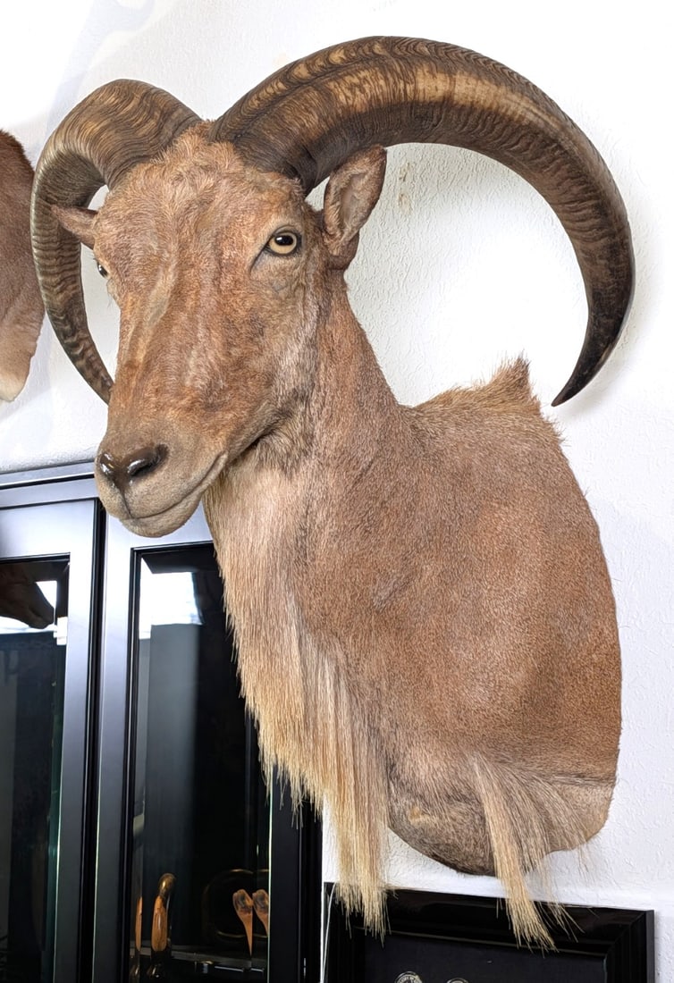 Barbary Aoudad Sheep Shoulder Mount Taxidermy (1 of 4)