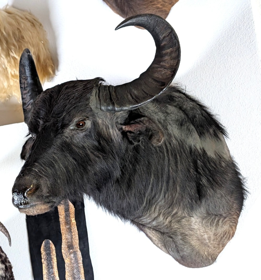 South American Water Buffalo Shoulder Mount Taxidermy (1 of 4)