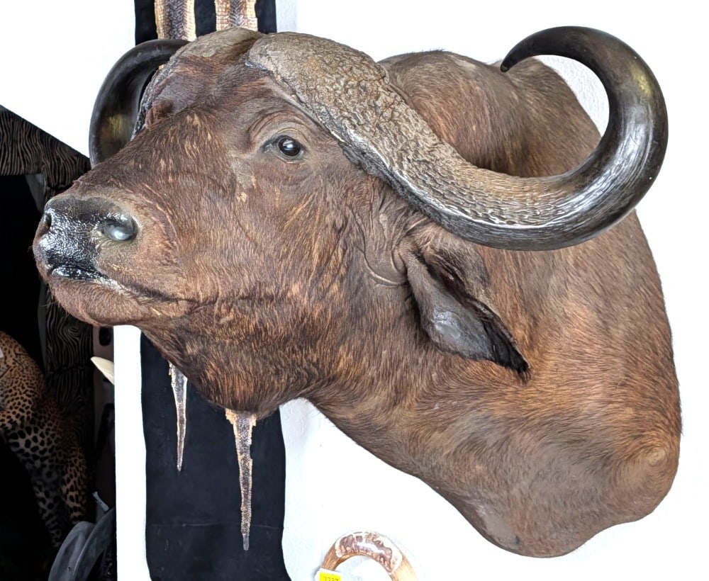 HUGE African Cape Buffalo Shoulder Mount Taxidermy: HUGE African Cape Buffalo Shoulder Mount Taxidermy. Features massive bosses, large drops, over full curl horns, and thick mass. Just about everything you can look for in a cape buffalo.? THIS ONE TRUL