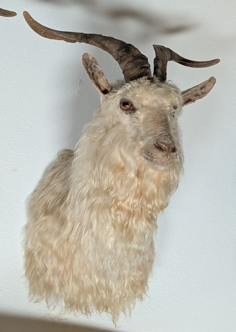Angora Sheep Shoulder Mount Taxidermy (1 of 5)