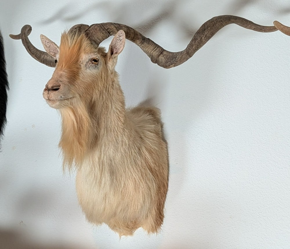 Corsican Sheep Shoulder Mount Taxidermy: Corsican Sheep Shoulder Mount Taxidermy. Features extremely large out stretched cork screw horns. Mount is in very nice condition with light wear from display and age.