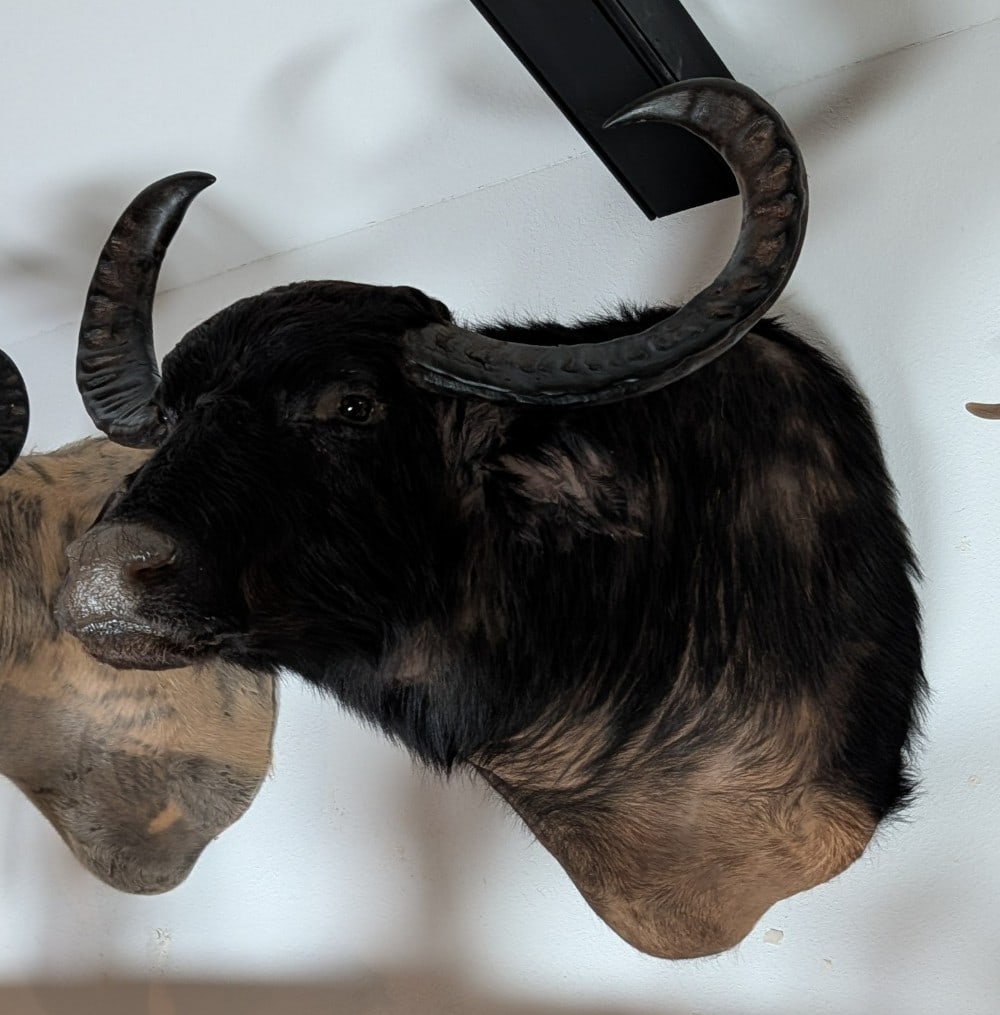 Water Buffalo Shoulder Mount Taxidermy: Water Buffalo Shoulder Mount Taxidermy. Features very large up curled horn with great texture. Mount is in very nice condition with light wear from display and age.