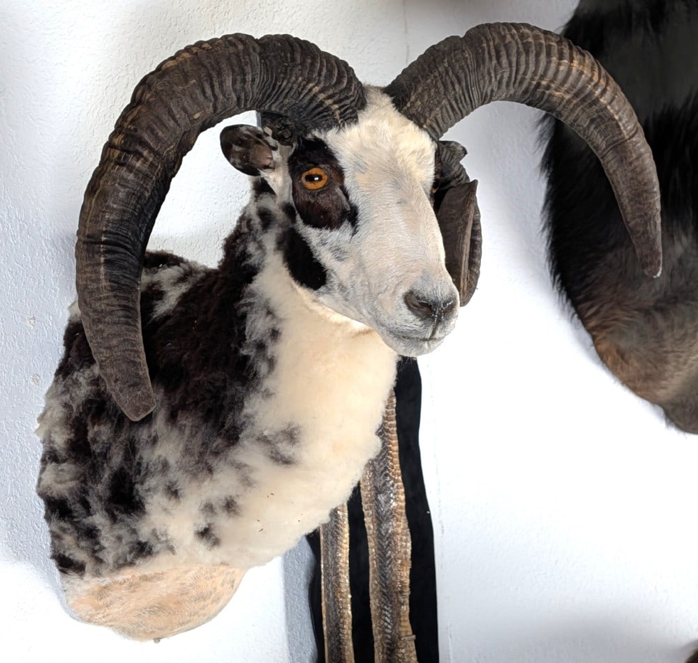 Jacob's Three Horn Sheep Shoulder Mount Taxidermy (1 of 4)