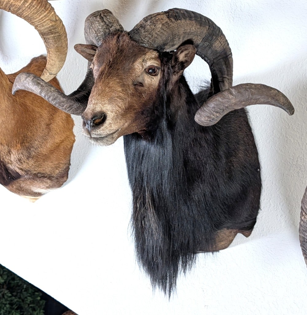 Black Hawaiian Ram Shoulder Mount Taxidermy: Black Hawaiian Ram Shoulder Mount Taxidermy. Mount is in very nice condition with light wear from display and age.