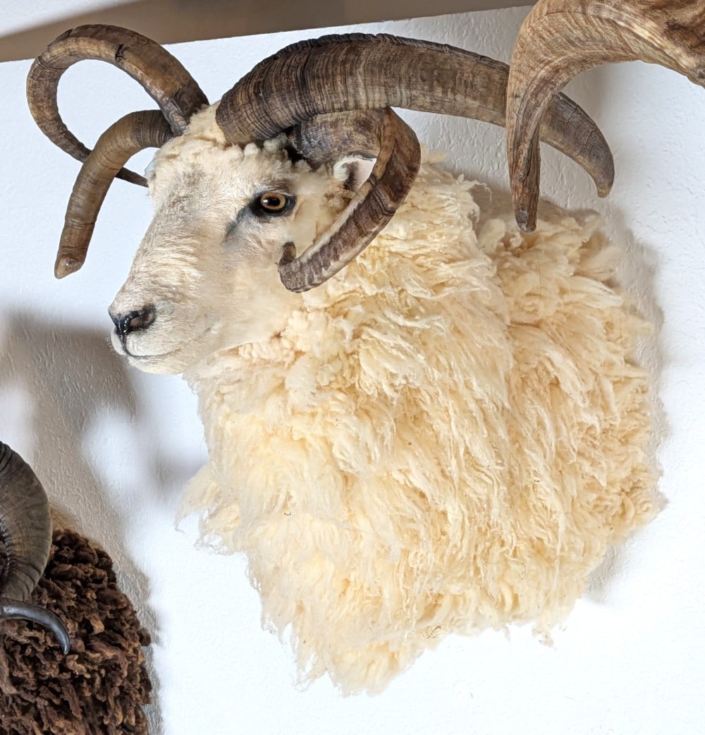 Jacob's Sheep Four Horn Shoulder Mount Taxidermy: Jacob's Sheep Four Horn Shoulder Mount Taxidermy. Mount is in very nice condition with light wear from display and age.