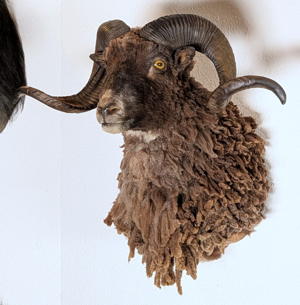Arapaoa Ram Shoulder Mount Taxidermy: Arapaoa Ram Shoulder Mount Taxidermy. Mount is in very nice condition with light wear from display and age.